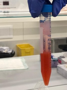 Campione di laboratorio in una provetta con liquido rosso